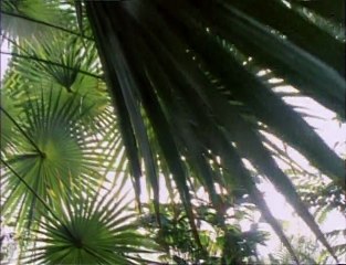 EYEWITNESS S01E10 Jungle (ft. Martin Shean)