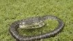 Large Python Attacks Queensland Snake Catcher