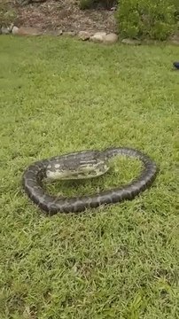 Large Python Attacks Queensland Snake Catcher