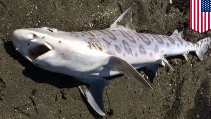 Brain-eating parasite may be killing off sharks, marine life in SF bay