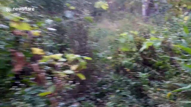 Scary clown chases family in the woods