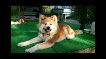 Akita dogs - One of the beautiful dogs in the world