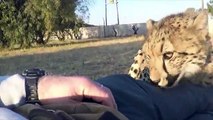 Camping Inside A Cheetah Enclosure | Big Cats Snuggle Cuddle Purr Groom And Sleep With Friend