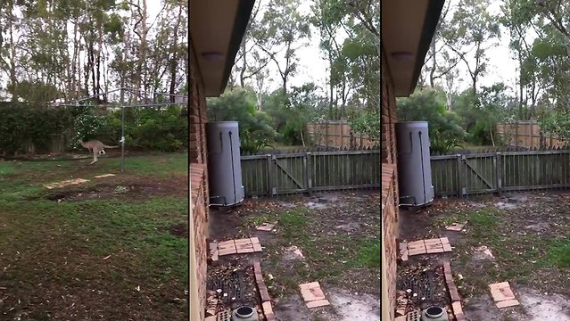 Un kangourou visite le jardin d'une maison