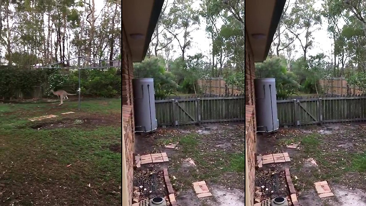 Un kangourou visite le jardin d'une maison
