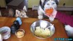 Huskies Love EASTER EGGS? Kong Stuffn Time | Snacks with the Snow Dogs 25