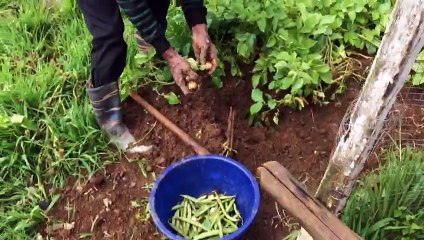 Fitness De Royale Organic County  Organic Food Harvest