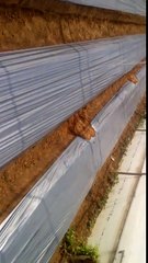 Poly house farming ki pood kasay bandi h