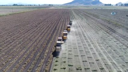 Sıcaklar Yer Fıstığını Vurdu