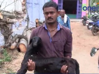 வீட்டிற்குள் புகுந்த ஆட்டை துப்பாக்கியால் சுட்டவர் கைது-வீடியோ