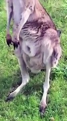 Cute son of Kangaroo hide himself in pouch of Mother