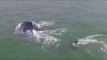Whale Spotted at Kure Beach, North Carolina