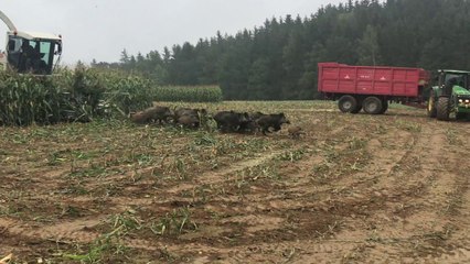 Une horde de sangliers sort d'un champ de mais, chassée par la moissonneuse! Incroyable