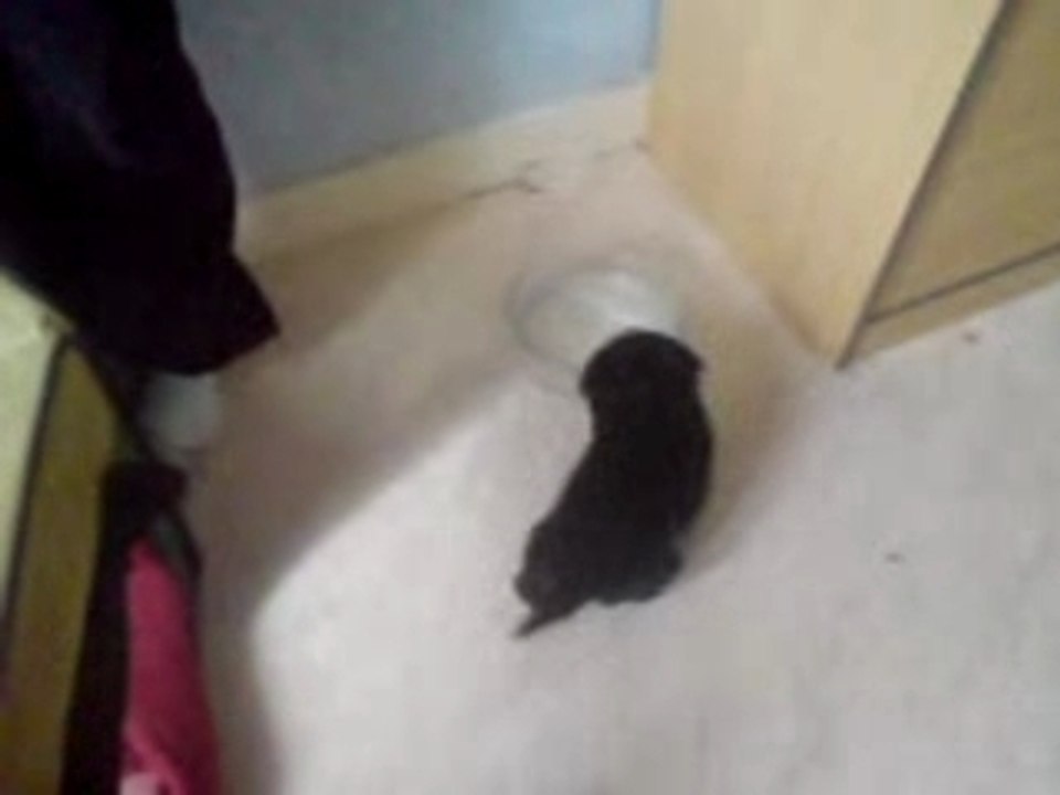 rottweiler-labrador des amours de chiens