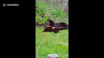 Naughty bear cub plays with garden hose