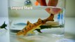 Learn about Sharks | 12 sharks learning Games & Video for kids | 상어 장난감 이름 배우기 | 장난감 상어 게임 비디오