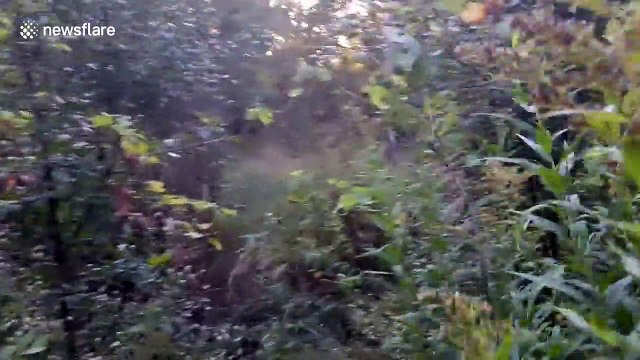 Scary clown chases family in the woods