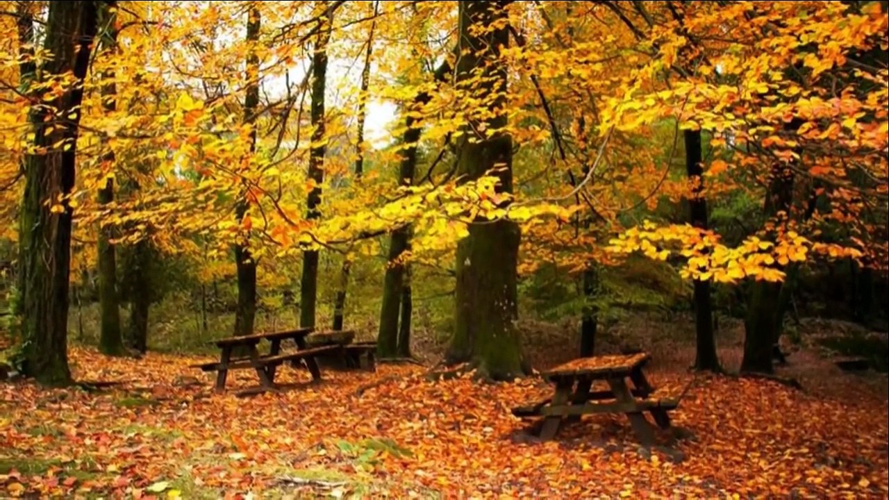 En Çok Dinlenen Karışık Kürtçe şarkılar