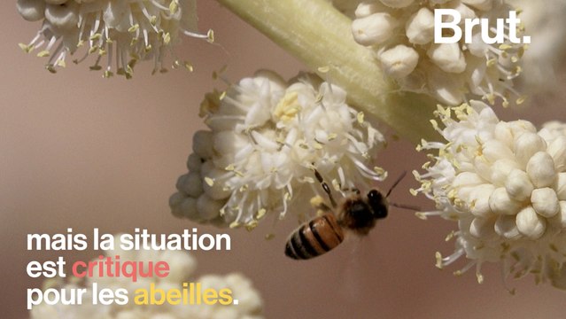 Les miels du monde contaminés par des insecticides tueurs d'abeilles