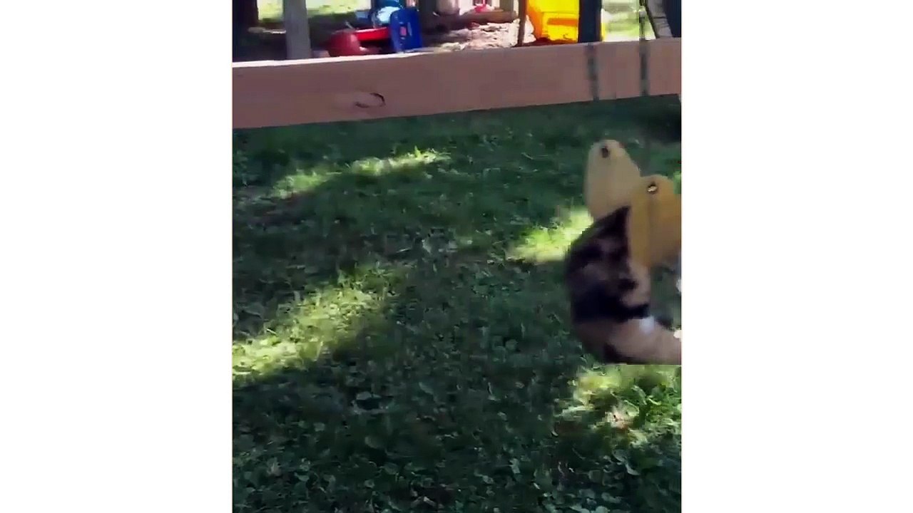 SO FUNNY that you will POOP YOUR PANTS - Best FUNNY ANIMAL compilation