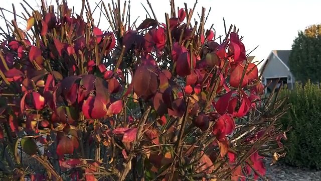 Panasonic AG- UX90 Camera Review (4K)