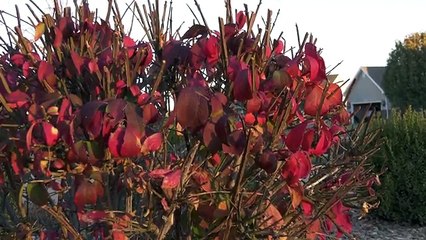 Panasonic AG- UX90 Camera Review (4K)