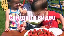 ✔ ЧЕЛЛЕНДЖ с КЛУБНИКОЙ. Без рук и в СМЕТАНЕ! Реальное Детство 2 1