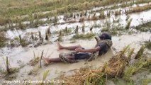 Ces enfants jouent avec des serpents géants dans une rizière au Cambodge !