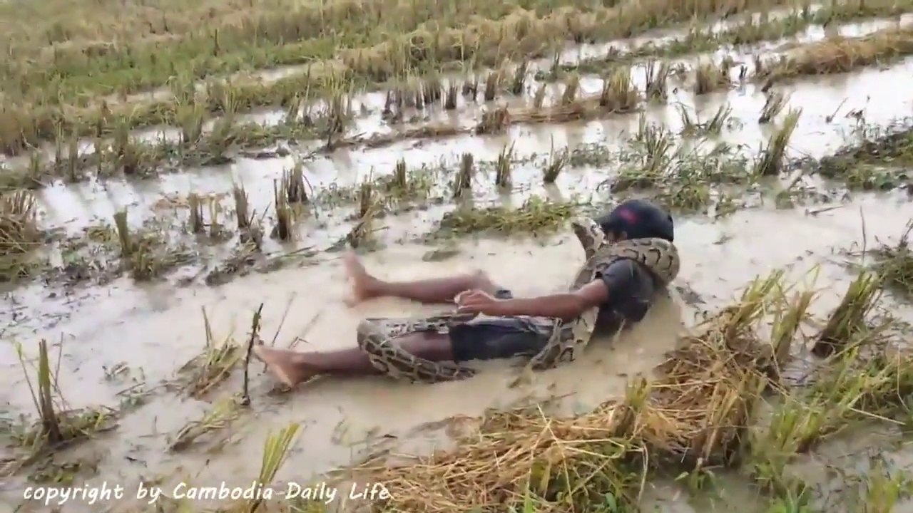 Ces enfants jouent avec des serpents géants dans une rizière au Cambodge !