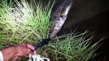 THE POND MONSTER! Welcome Leviathan!
