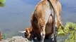 Vacas flatulentas están causando el calentamiento global - TomoNews