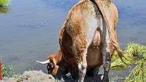 Vacas flatulentas están causando el calentamiento global - TomoNews