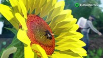 Contaminación de la miel: La mayoría de la miel del mundo está contaminada con pesticidas - TomoNews