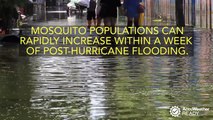 Preventing mosquitoes after hurricane flooding