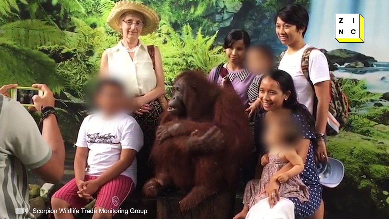 Animal Tourism