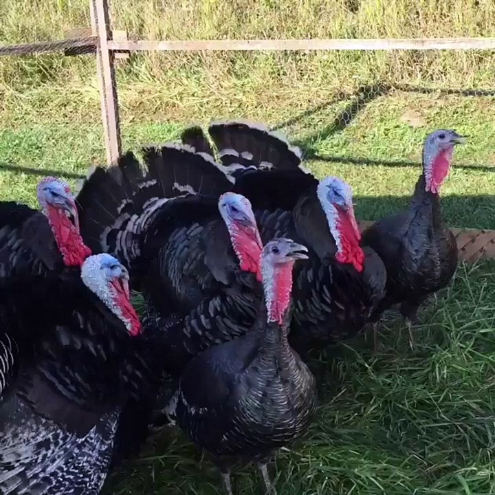 thanks giving
