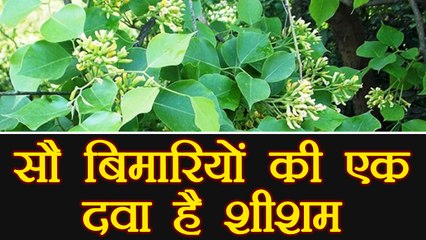 Sheesham oil  Medical Benefits | शीशम के तेल केफायदे | Boldsky