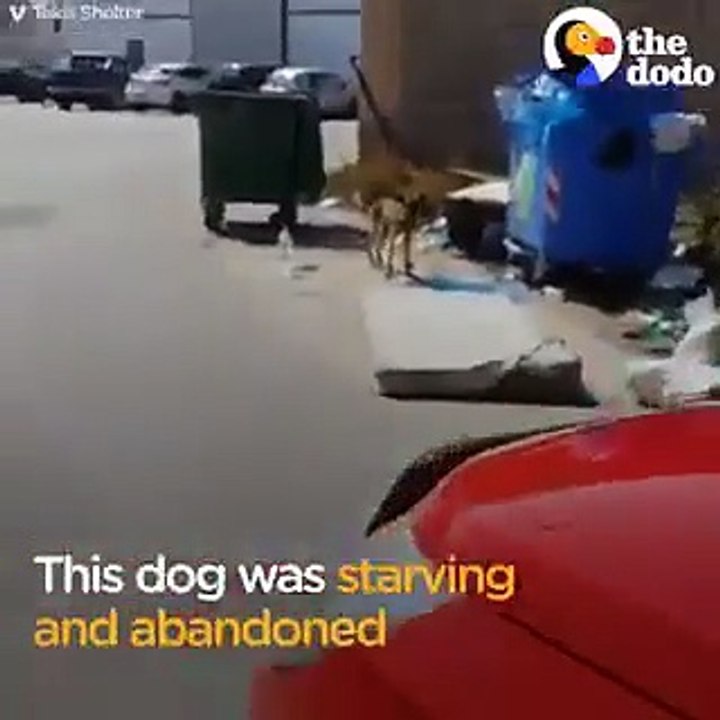 Transformation incroyable d'une chienne abandonnée