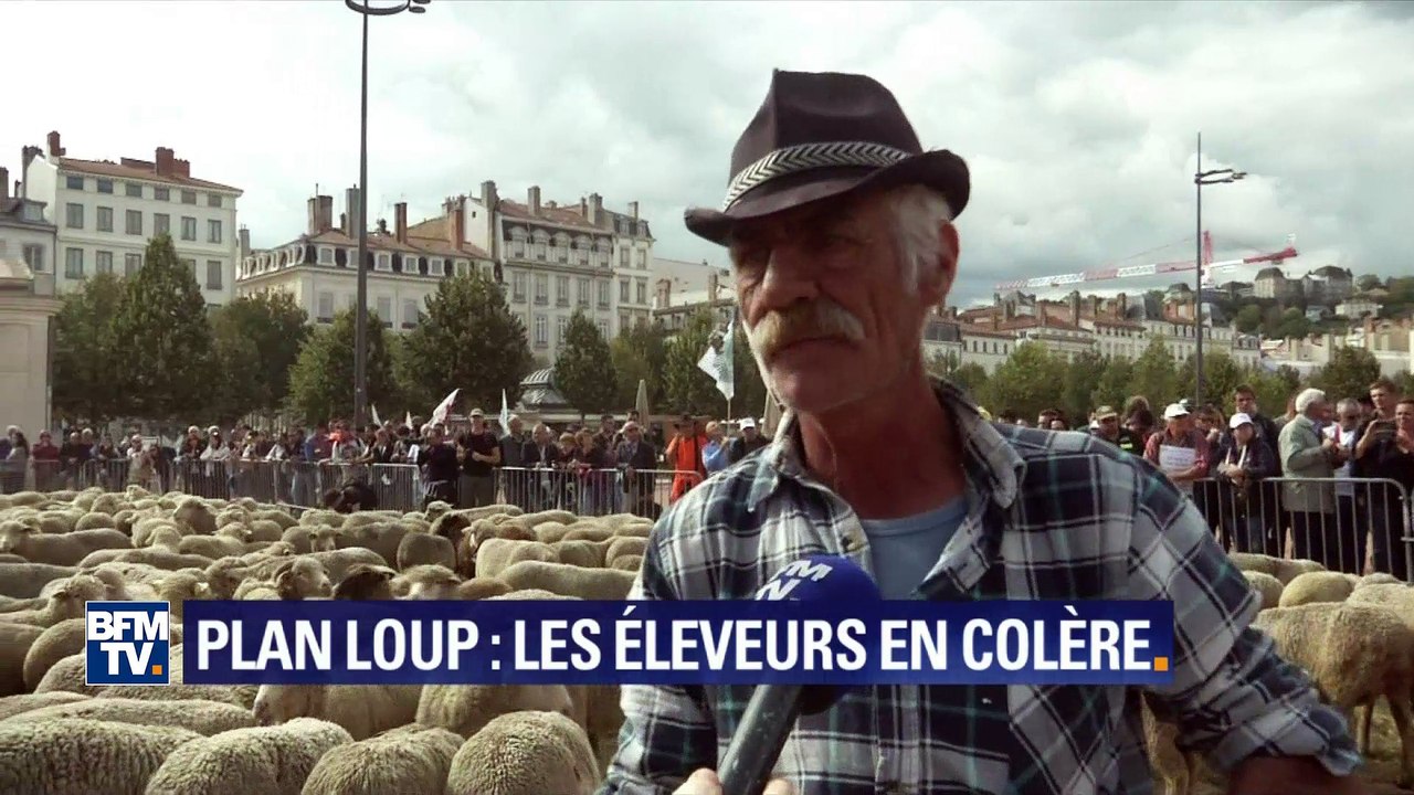 Pourquoi les éleveurs de brebis manifestent contre le futur plan loup