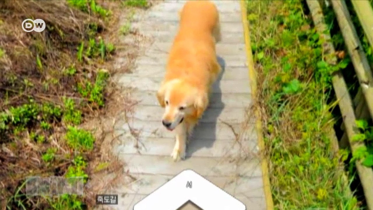 Hund folgt Streetview-Fotografen | DW Deutsch