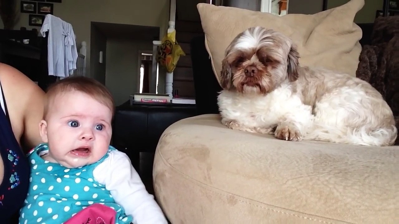 Ce bébé qui pleure agace le chien qui ne se laisse pas faire et sait comment le faire taire !