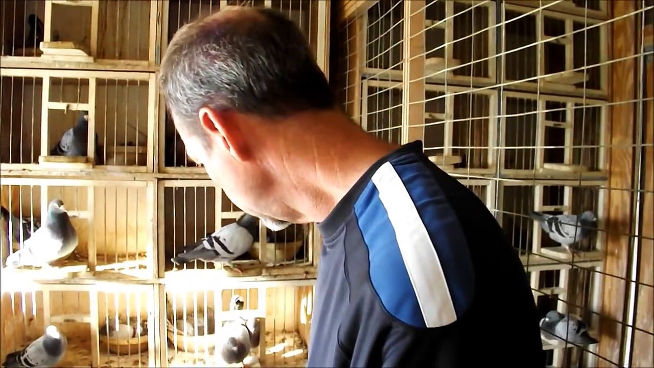 long distance racing pigeons by Joe Richir - Racing Pigeon