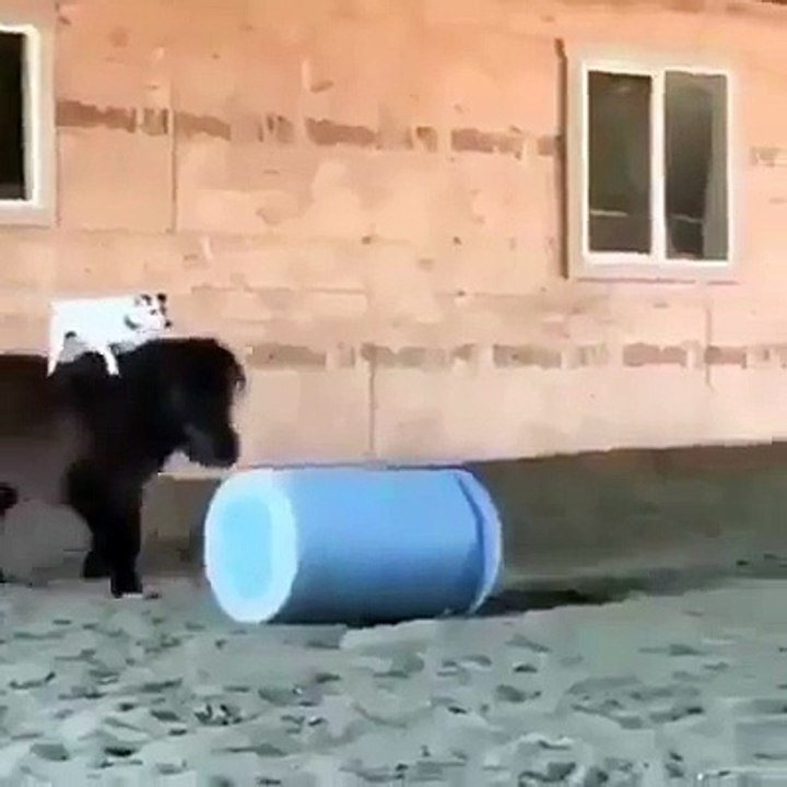 dog rides a horse. WOW SO NICE!!!! :)  XD XD XD XD