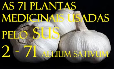 alho plantas medicinais utilizadas pelo sus 2   71