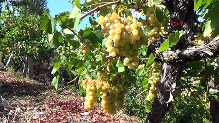 Mersin Erdemli'de Güz Dönemi Üzüm Hasadı Başladı