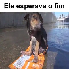 Cão vítima de maus tratos foi salvo e conseguiu uma nova vida!
