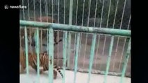 Zookeepers wrestle with escaped tiger cub