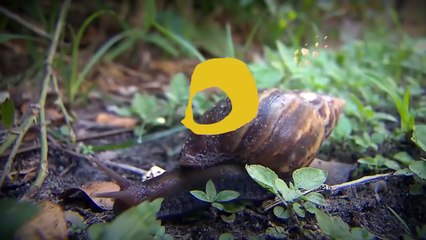 10 HEWAN MISTERIUS YANG TERNYATA TIDAK BISA MENINGGAL DAN MUSNAH!!!