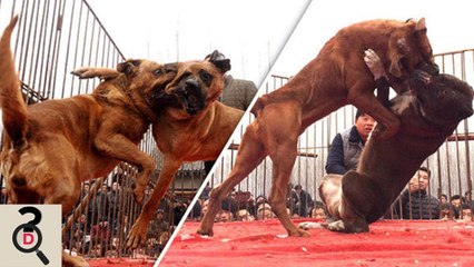 13 Dintre Cei Mai Tari Caini De Lupta