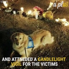 Therapy Dogs Traveled To Las Vegas From All Across The Country